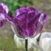 Colorado Proud Triumph Tulip -BloomNest Shop colorado proud tulip purple
