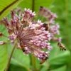 Common Milkweed 1 Common Milkweed -BloomNest Shop common milkweed seeds pollinators