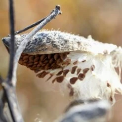 Common Milkweed -BloomNest Shop common milkweed seeds seed pod