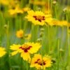Sterntaler Coreopsis -BloomNest Shop coreopsis sterntaler tickseed 37945