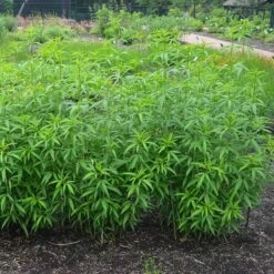 Gold Standard Coreopsis 8 Gold Standard Coreopsis -BloomNest Shop coreopsis gold standard foliage cropped northcreek