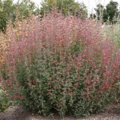 Coronado® Red Agastache -BloomNest Shop coronado red agastache full plant