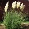 Dwarf Pampas Grass -BloomNest Shop cortaderia selloana pumila 2