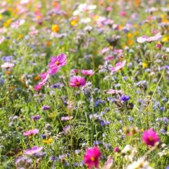 Dry Area Wildflower Seed Mix 9 Dry Area Wildflower Seed Mix -BloomNest Shop cosmos bachelor buttons meadow