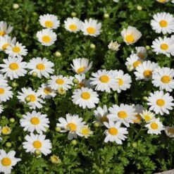 Alternative Lawn Wildflower Seed Mix -BloomNest Shop creeping daisy