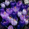 Blue Moon Dutch Crocus Mix -BloomNest Shop crocus blue moon mix