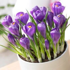 Remembrance Dutch Crocus 15 Remembrance Dutch Crocus -BloomNest Shop crocus remembrance visi75695