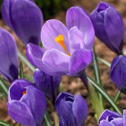 Remembrance Dutch Crocus 17 Remembrance Dutch Crocus -BloomNest Shop crocus remembrance visi86705