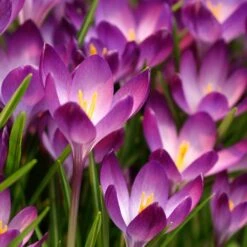 Tommasini's Ruby Giant Crocus -BloomNest Shop crocus tommasinianus bulbs ruby giant 39150 1 web