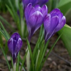 Tommasini's Ruby Giant Crocus -BloomNest Shop crocus tommasinianus bulbs ruby giant 39150 3 web