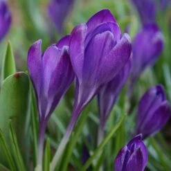 Tommasini's Ruby Giant Crocus -BloomNest Shop crocus tommasinianus bulbs ruby giant 39150 4 web