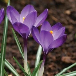 Tommasini's Ruby Giant Crocus -BloomNest Shop crocus tommasinianus bulbs ruby giant 39150 5 web