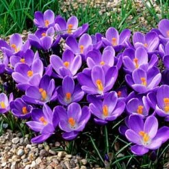 Remembrance Dutch Crocus