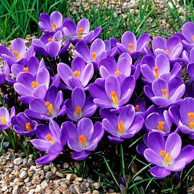 Remembrance Dutch Crocus 3 Remembrance Dutch Crocus