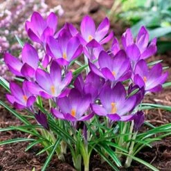 Tommasini's Ruby Giant Crocus -BloomNest Shop crocusrubygiant1 1
