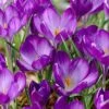 Tommasini's Ruby Giant Crocus -BloomNest Shop crocusrubygiant 5
