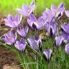 Spring Beauty Snow Crocus -BloomNest Shop crocusspringbeauty