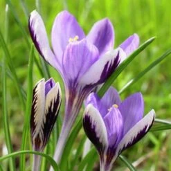 Spring Beauty Snow Crocus 7 Spring Beauty Snow Crocus -BloomNest Shop crocusspringbeauty1