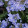 Crystal River® Veronica 1 Crystal River® Veronica -BloomNest Shop crystal river veronica