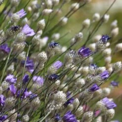Cupid's Dart (Catanache) 9 Cupid's Dart (Catanache) -BloomNest Shop cupids dart catananche caerulea garden before bloom