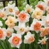 60 Days Of Daffodils Mix -BloomNest Shop daffodil mix web