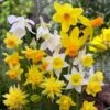 Rock Garden Daffodil Mix -BloomNest Shop daffodil narcissus rock garden mixture