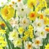 Fragrant Daffodil Mix -BloomNest Shop daffodilfragrantmix