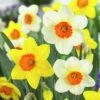Large Cupped Daffodil Mix 1 Large Cupped Daffodil Mix -BloomNest Shop daffodillargecuppedmix6