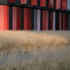 Gold Dew Tufted Hair Grass 7 Gold Dew Tufted Hair Grass -BloomNest Shop deschampsia cespitosa goldtau hoffman cropped 1 2