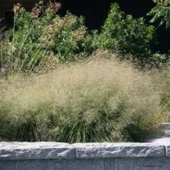 Gold Dew Tufted Hair Grass 6 Gold Dew Tufted Hair Grass -BloomNest Shop deschampsia cespitosa goldtau hoffman cropped 2 2