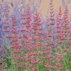 Desert Sunrise® Agastache 9 Desert Sunrise® Agastache -BloomNest Shop desert sunrise agastache close up