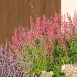 Desert Sunrise® Agastache 8 Desert Sunrise® Agastache -BloomNest Shop desert sunrise agastache rock garden