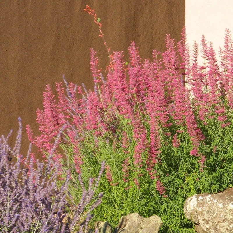 Desert Sunrise® Agastache 5 Desert Sunrise® Agastache - Image 3