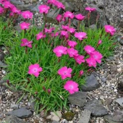 Kahori Pink® Dianthus 9 Kahori Pink® Dianthus -BloomNest Shop dianthus kahor pink