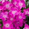 Kahori Pink® Dianthus -BloomNest Shop dianthus kahori close up