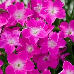Kahori Pink® Dianthus