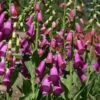 Spanish Peaks® Foxglove 2 Spanish Peaks® Foxglove -BloomNest Shop digitalis thapsi pat.hayward plant select cropped