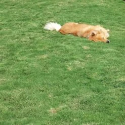 Dog Tuff™ Grass Plugs -BloomNest Shop dog tuff grass hblb870 with dog