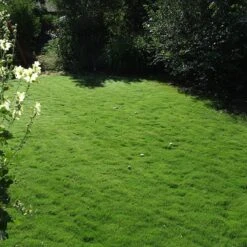 Dog Tuff™ Grass Plugs -BloomNest Shop dog tuff grass plug lawn