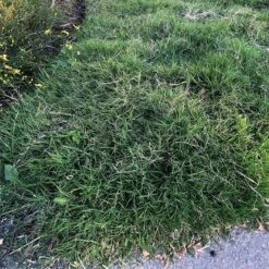 Dog Tuff™ Grass Plugs -BloomNest Shop dog tuff grass plugs close