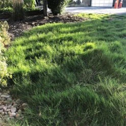 Dog Tuff™ Grass Plugs -BloomNest Shop dog tuff grass plugs dog friendly grass