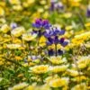 Native Dry Area Wildflower Seed Mix -BloomNest Shop dry area native mix wildflowers meadow
