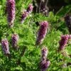 Dwarf Leadplant (Amorpha) -BloomNest Shop dwarf leadplant amorpha amorpha nana flowers
