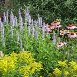 Blue Fortune Agastache -BloomNest Shop echinacea purpurea agastache blue fortune solidago