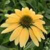 Mellow Yellows Echinacea 2 Mellow Yellows Echinacea -BloomNest Shop echinacea purpurea mellow yellow