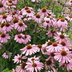 Magnus Echinacea -BloomNest Shop echinacea magnus garden flowers 1