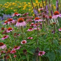 Magnus Echinacea -BloomNest Shop echinacea magnus garden 1