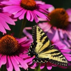 Ruby Star Echinacea -BloomNest Shop echinacea purpurea rubinstern ruby star coneflower pollinator