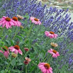 Mitcham Gray English Lavender -BloomNest Shop echinacea purpurea w. lavandula
