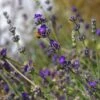 Buena Vista English Lavender -BloomNest Shop emmis oure lavandula buena vista flower